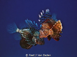 A close couple of Devil Firefish (Pterois radiata) by Peet J Van Eeden 